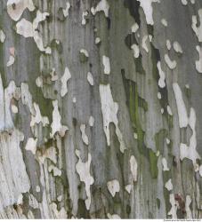 Tree Bark